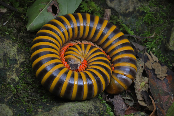 Magnificent Mexican Striped Millipede (Messicobolus magnificus)