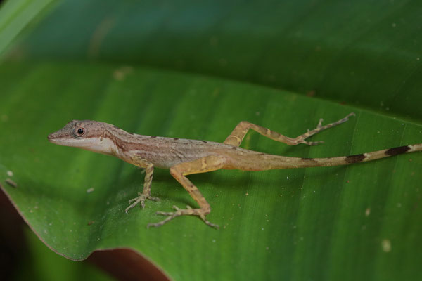 Cerro Brujo Anole (Anolis cryptolimifrons)