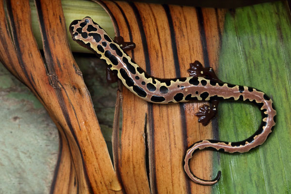 Mexican Mushroomtongue Salamander (Bolitoglossa mexicana)
