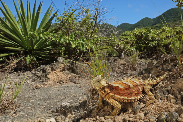 Giant Horned Lizard (Phrynosoma asio) in habitat