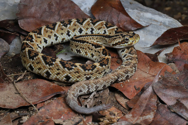 Nortwestern Neotropical Rattlesnake (Crotalus culminatus)