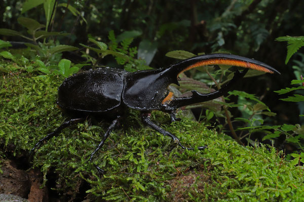 Hercules Beetle (Dynastes hercules)