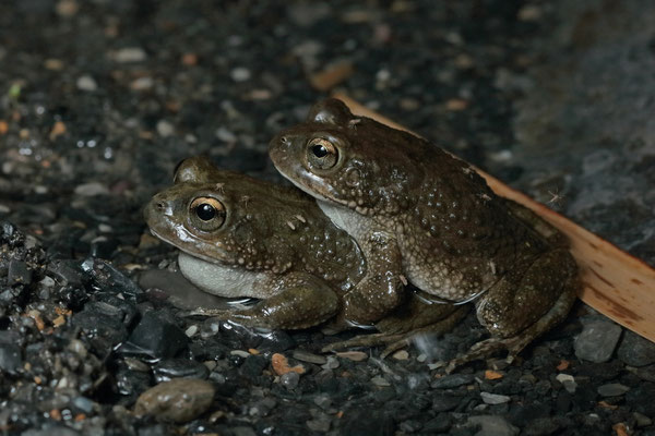 Arabian Toad (Sclerophrys arabica) two males in amplexus.