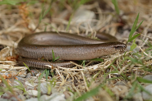 Slow Worm (Anguis fragilis) male