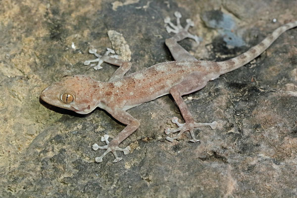 Dhofar Fan-footed Gecko (Ptyodactylus dhofarensis)