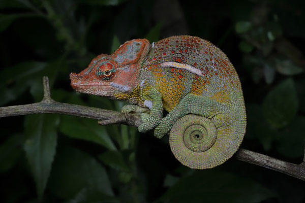 Hanang Hornless Chameleon (Kinyongia uthmoelleri) male with incredibly vibrant colours.