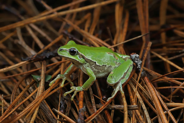 Mountain Tree Frog (Hyla eximia) 