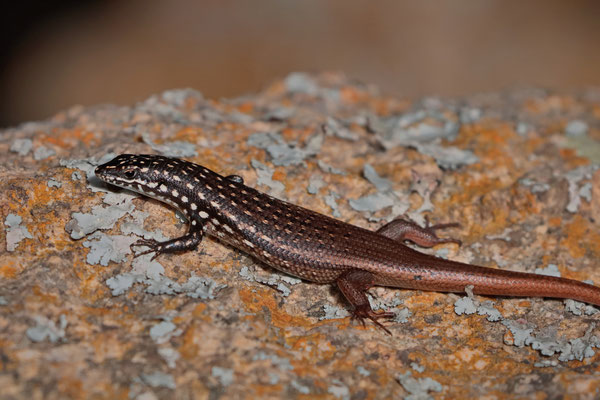 Boulder Mabuya (Trachylepis vato)