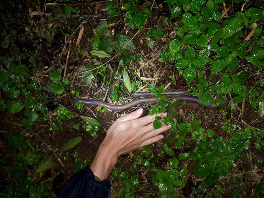 Nope, not a caecilian sadly...