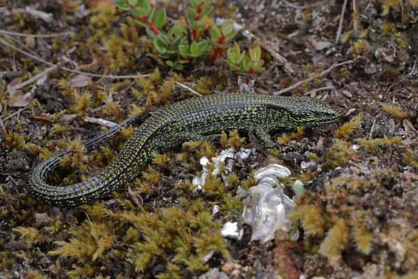 Highland Alligator Lizard (Mesaspis monticola)