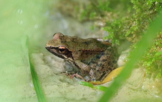 Balkan Stream Frog (Rana graeca)