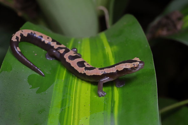 Salvin's Mushroomtongue Salamander (Bolitoglossa salvinii) 