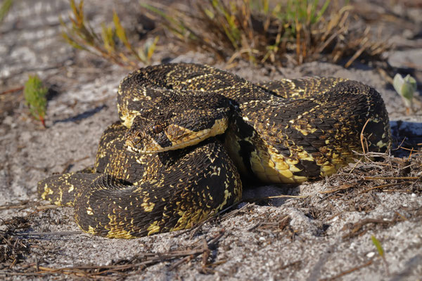 Puff Adder (Bitis arietans)