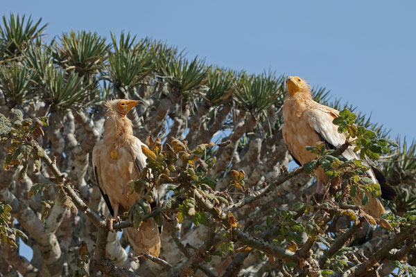 Egyptian Vultures (Neophron percnopterus)