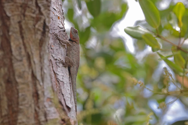 Large, shy, subtle pretty, arboreal, my favourite spiny lizard of the trip: Lundell's Spiny Lizard (Sceloporus lundelli).