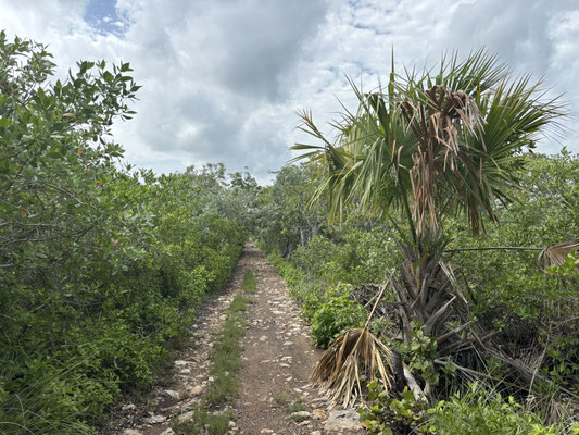 Endless paths going through the hot and mosquito infested swamps are home to many species, including corrupt policemen.