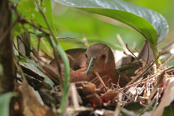 Nesting White-throated Crake (Laterallus albigularis).