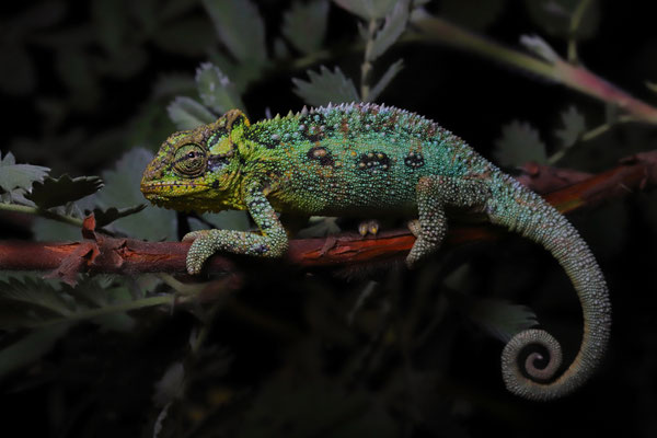 Emerald Dwarf Chameleon (Bradypodion sp. Emerald) 