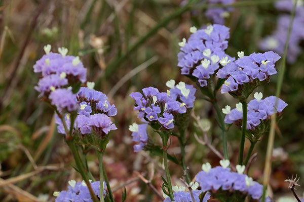Wavyleaf Sea Lavender (Limonium sinuatum)  