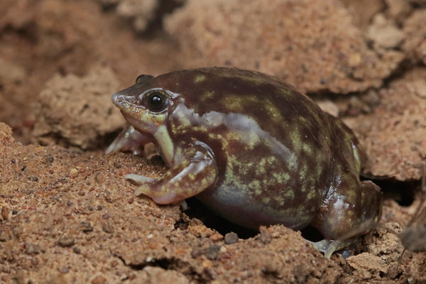 Marbled Piglet Frog (Hemisus marmoratus) 