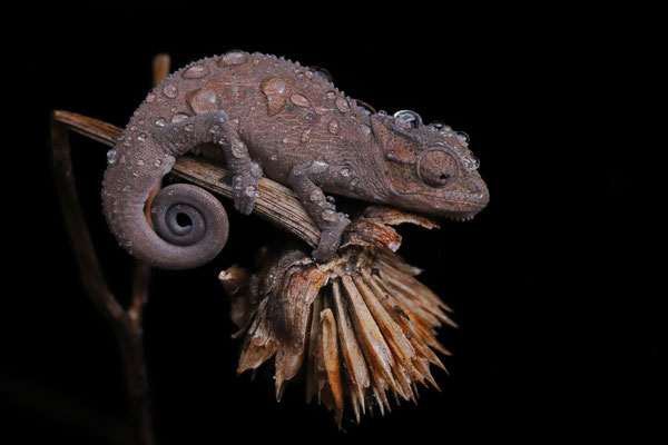 Durban Dwarf Chameleon (Bradypodion melanocephalum)