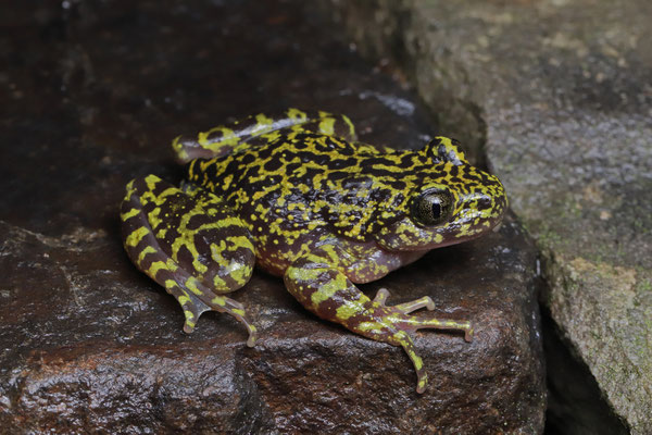 Natal Ghost frog (Hadromophryne natalensis)