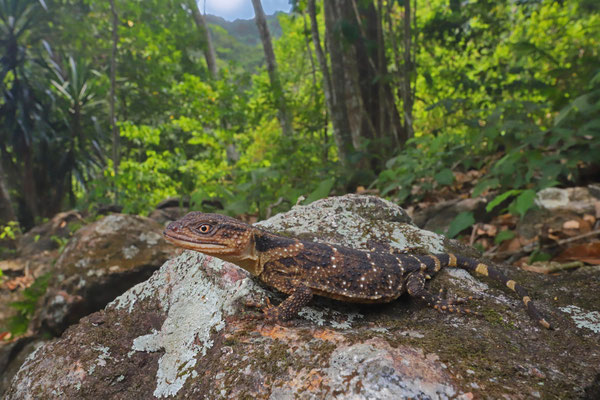 Mountain Knob-scaled Lizard (Xenosaurus agrenon) in habitat