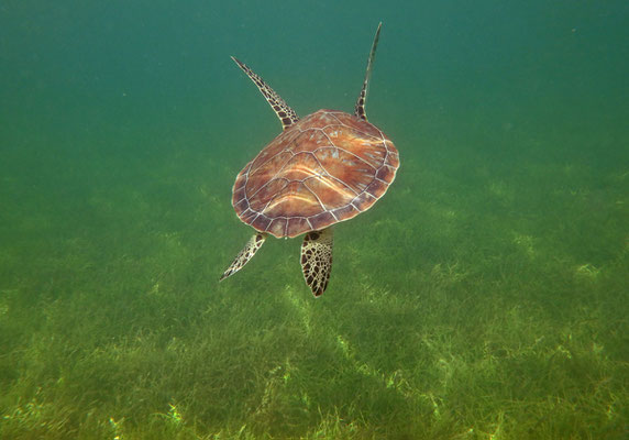 Green Sea Turtle (Chelonia mydas)