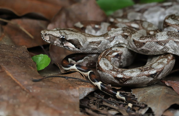 Common Northern Boa (Boa imperator)