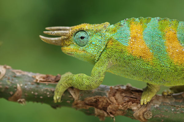 Rwenzori Three-horned Chameleon (Trioceros johnstoni)
