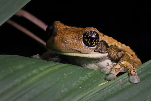 Central American Milk Frog (Trachycephalus typhonius)