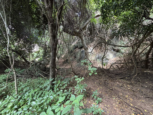 The dry undergrowth of this tiny forest patch are habitat to the leaf chameleons.