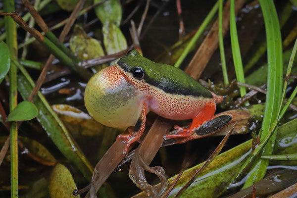 Marginated Reed Frog (Hyperolius marginatus) calling male
