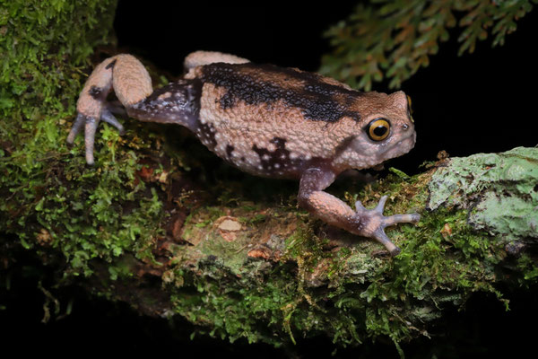 Nguru Warty Frog (Callulina meteora)