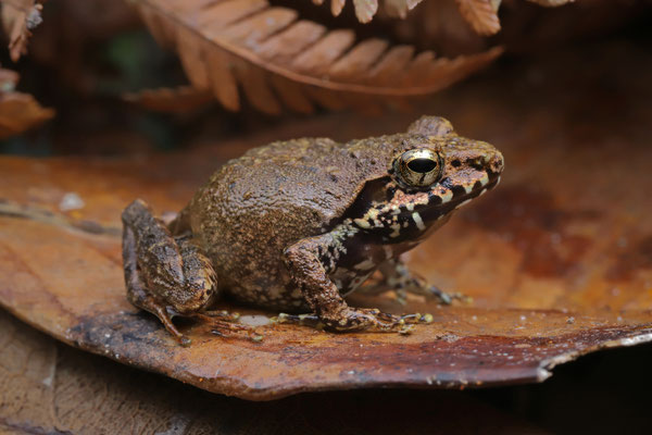 Mitsinjo Madagascar Frog (Gephyromantis mitsinjo) 