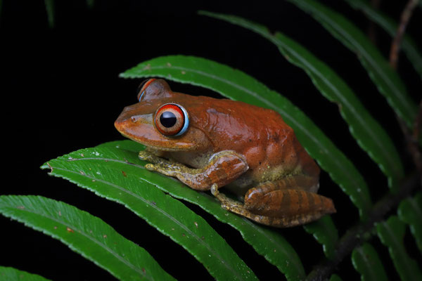 Böhme's Bright-eyed Frog (Boophis boehmei) 