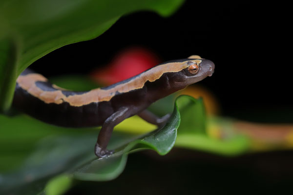 Salvin's Mushroomtongue Salamander (Bolitoglossa salvinii) 