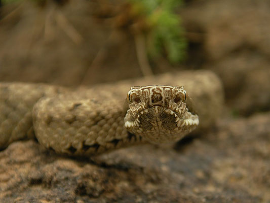 Caucasian Pit Viper (Gloydius caucasicus) showing the facial pits with which they can sense thermal radiation.