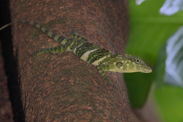 Jeweled Giant Canopy Anole (Anolis insignis) 
