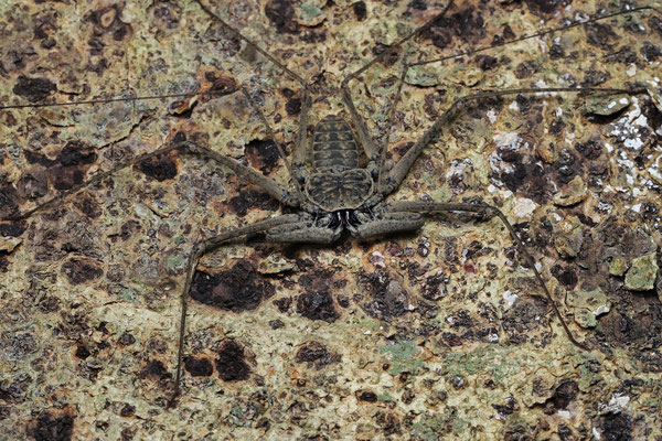 Aztec Whip Spider (Paraphrynus azteca)