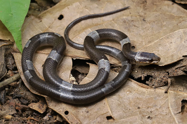 Black-banded Cat-eyed Snake (Leptodeira nigrofasciata)