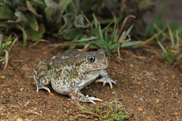 Mexican Spadefoot (Spea multiplicata) in a safer place.