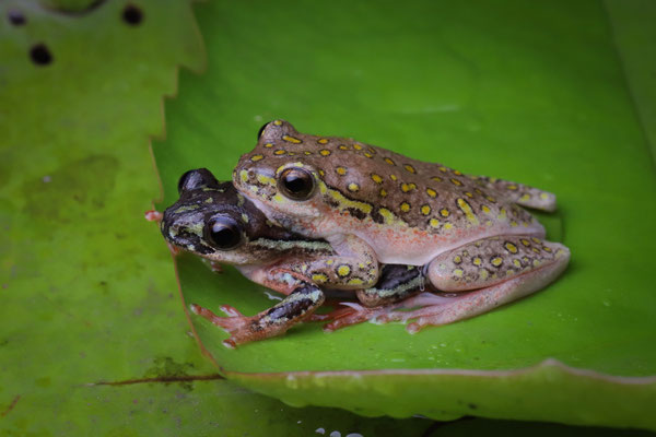 Marbled Reed Frog (Hyperolius marmoratus verrucosus)