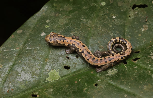 Alberch's Mushroomtongue Salamander (Bolitoglossa alberchi) male