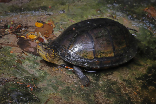 Red-cheeked Mud Turtle (Kinosternon cruentatum)