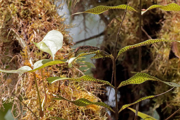 Golfo Dulce Anole (Anolis polylepis)