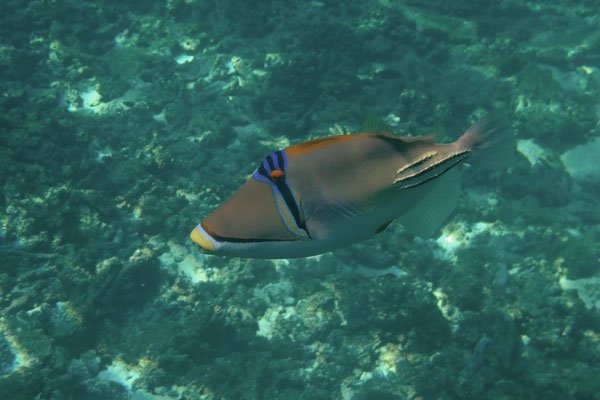 Arabian Picassofish (Rhinecanthus assasi)