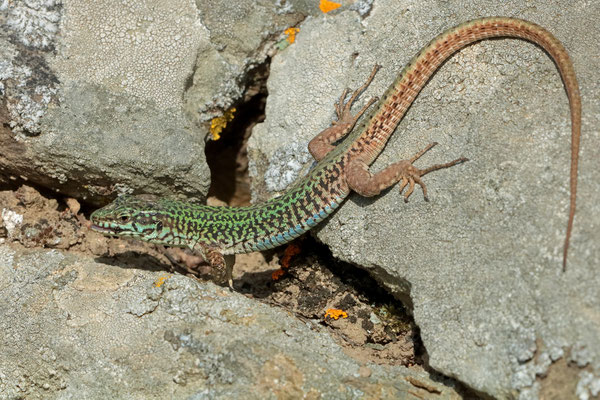 Erhard's Wall Lizard (Podarcis erhardii)