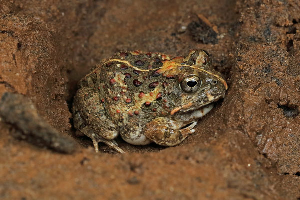 Wamba Sand Frog (Tomopterna wambensis)