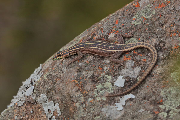 Common Flat Lizard (Platysaurus intermedius) female
